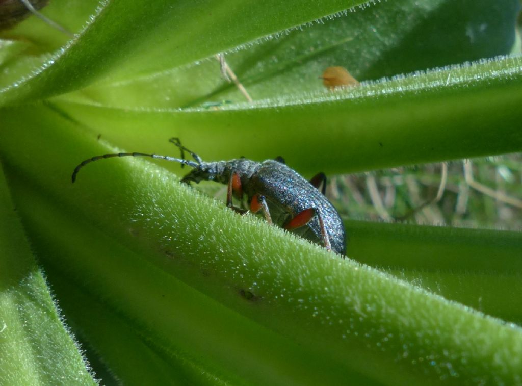 Cerambycidae:  Evodinus clathratus